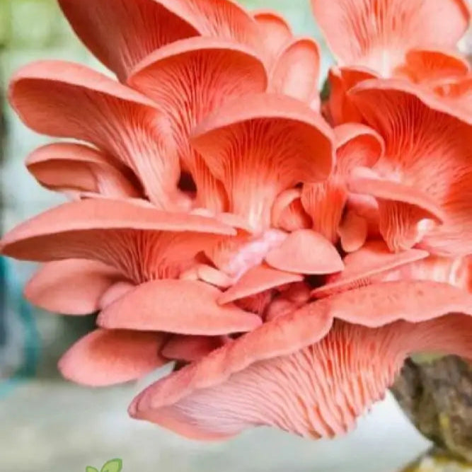 Fruiting Pink Oyster Mushrooms from Seeds, Vibrant and Edible Mushrooms