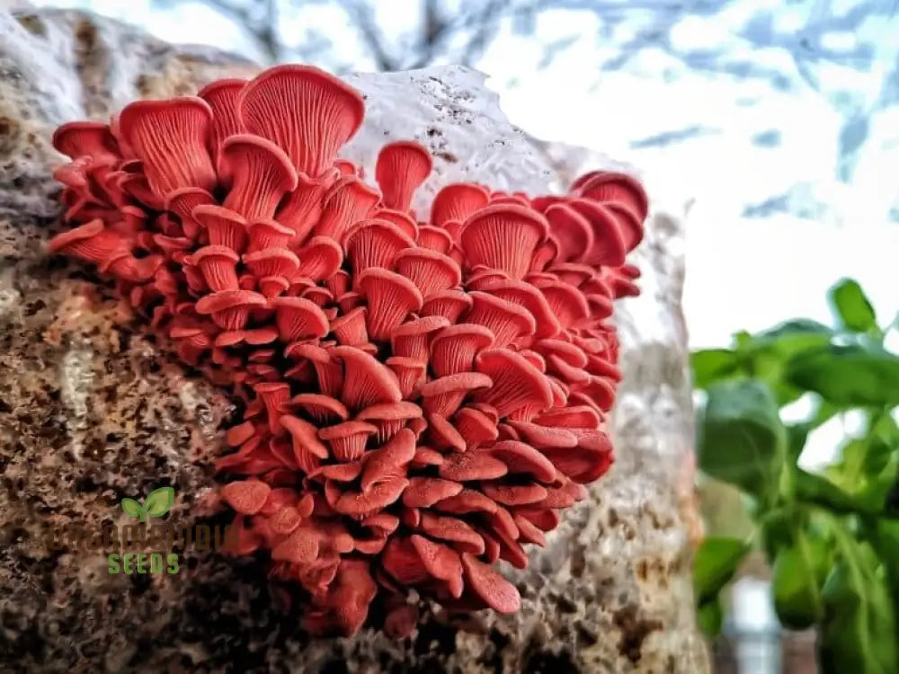 Harvested Pink Oyster Mushrooms, Tender and Flavorful Homegrown Mushrooms