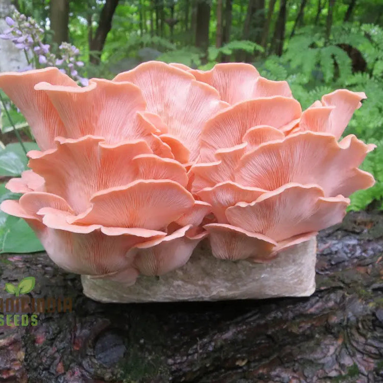 Pink Oyster Mushroom Seeds for Home Garden, Easy-to-Grow Gourmet Mushrooms