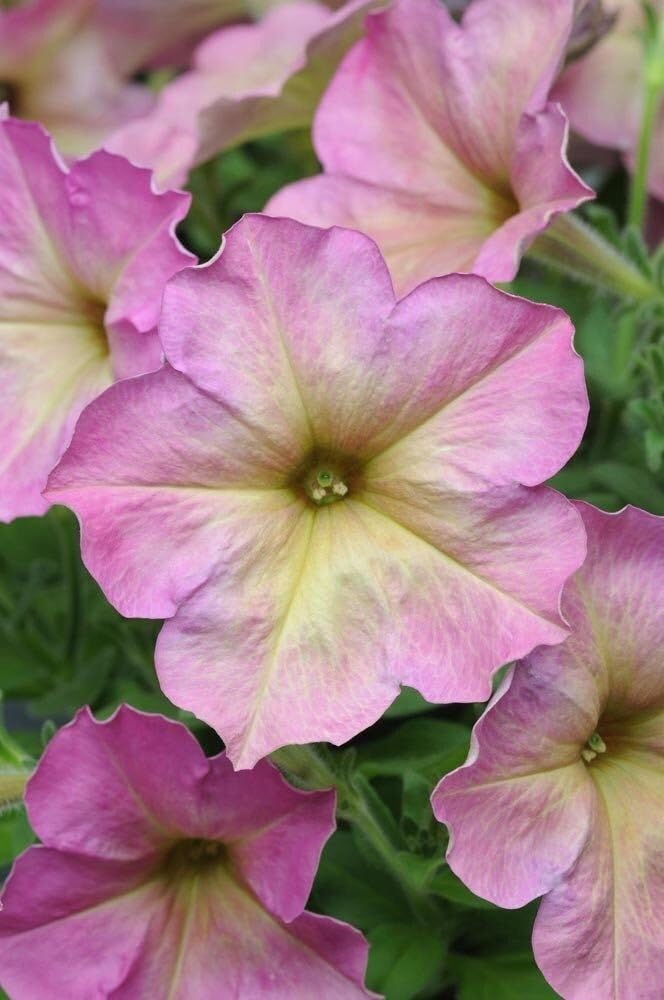 Pink Petunia Seeds Annual Flower Variety for Home Gardens