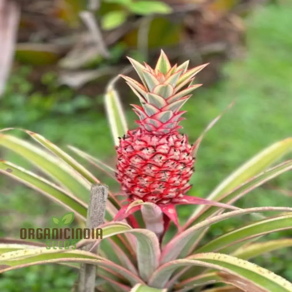 Pink Pineapple Seeds for Exotic Tropical Gardening