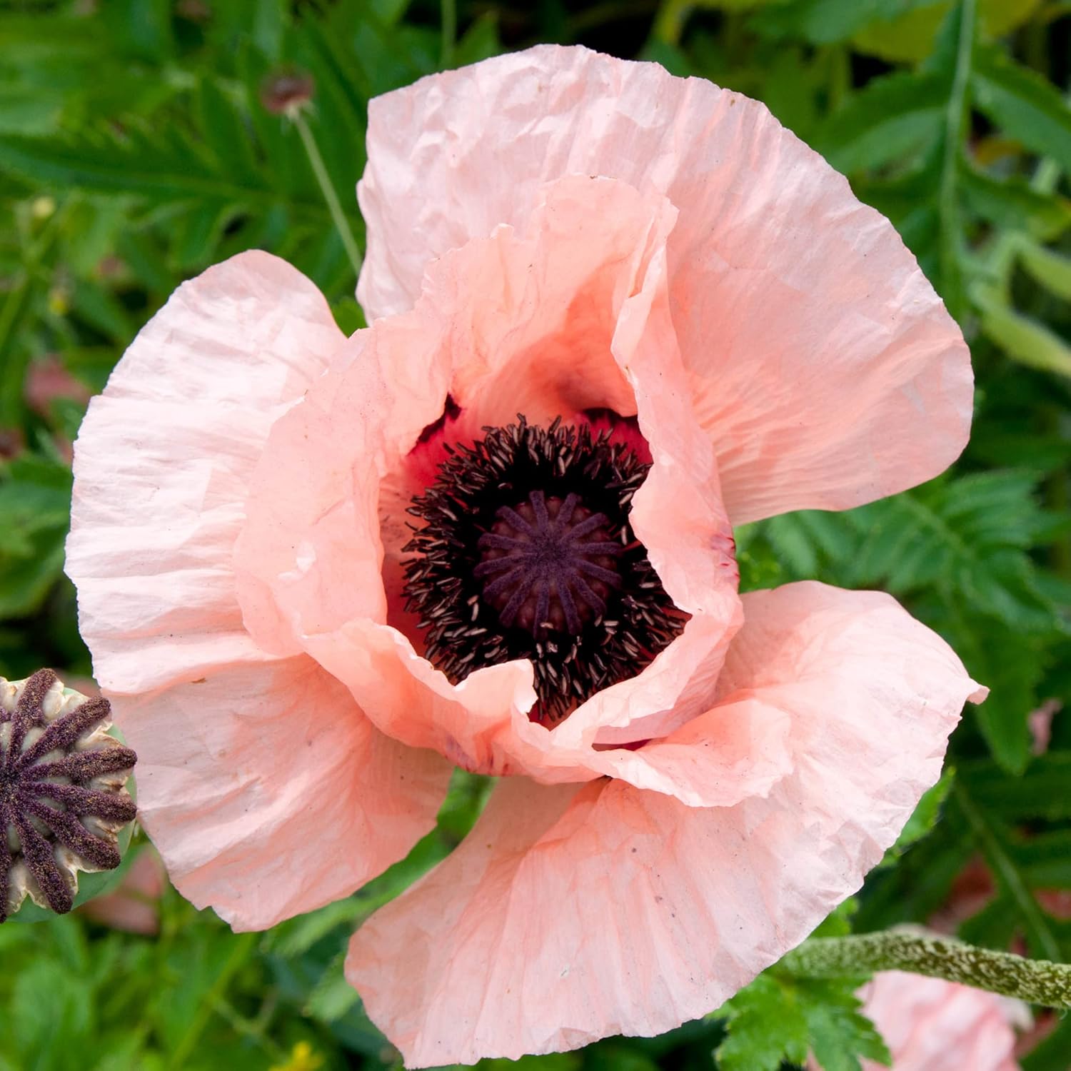 Pink poppy seeds with large bright blooms