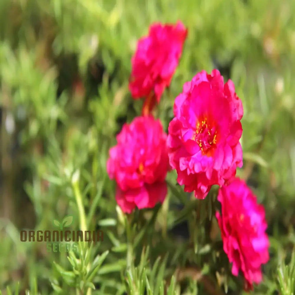Pink Portulaca Rose Flower Seeds â€“ Elevate Your Gardening With Gorgeous Resilient Blooms Annuals