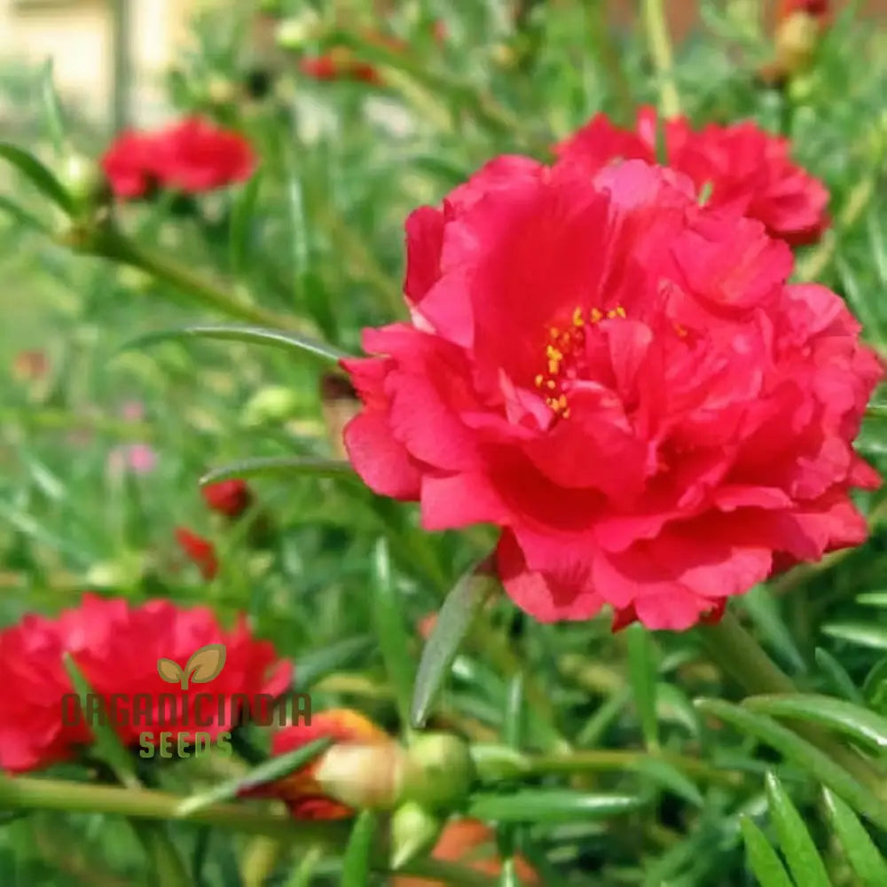 Pink Portulaca Rose Flower Seeds â€“ Elevate Your Gardening With Gorgeous Resilient Blooms Annuals