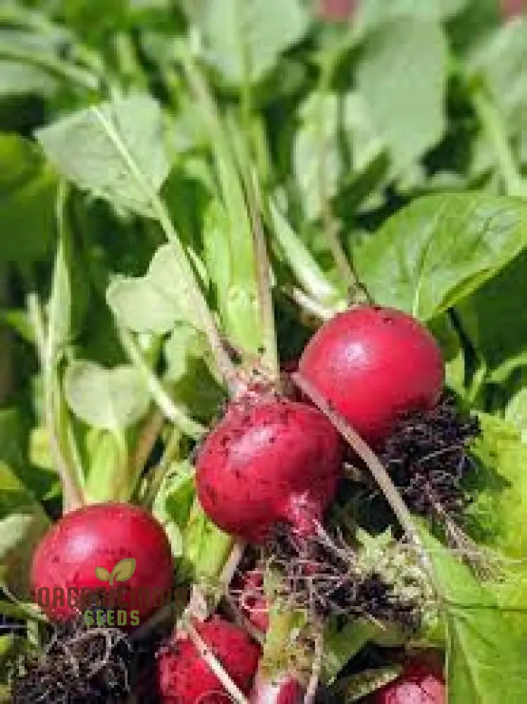 Premium Pink Radish Plants Growing in Garden Bed from Seeds