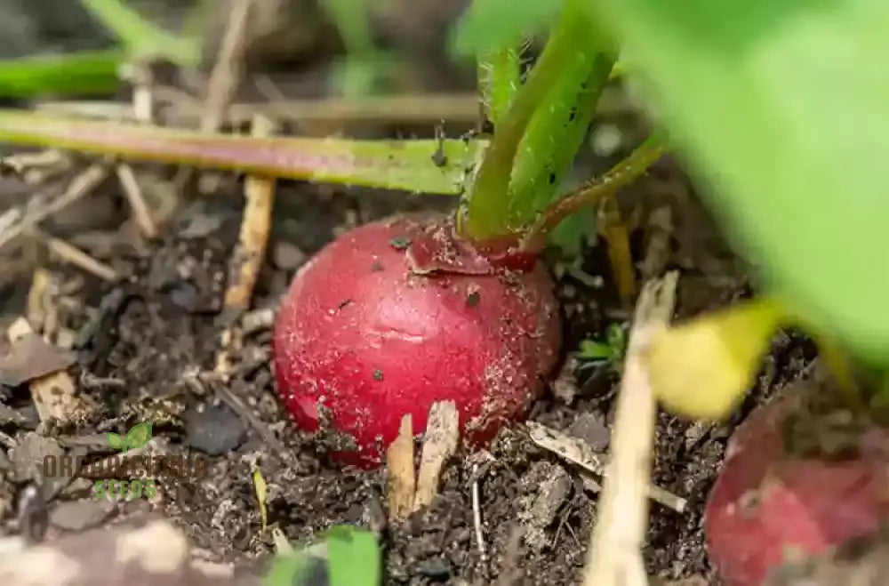Mature Premium Pink Radish Plant from Seeds, Crisp Flavorful Roots