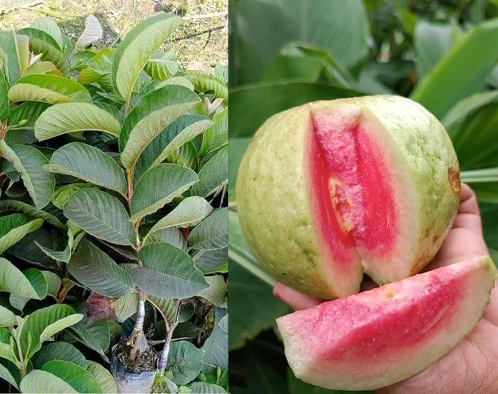 Pink seedless guava seeds for planting sweet tropical guavas