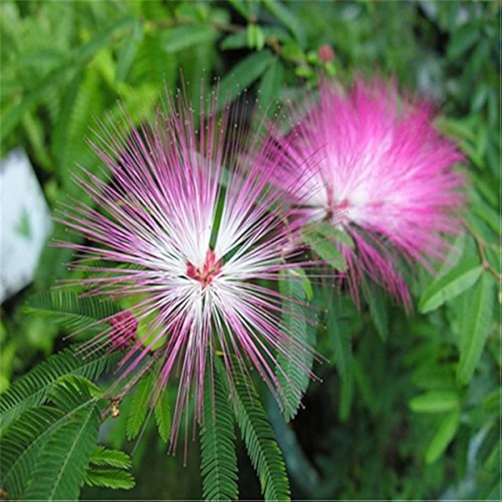 Pink Silk Mimosa Tree Seeds for Garden Planting