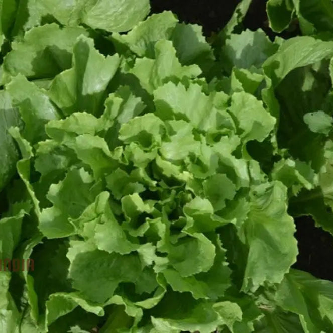 Mature Pink Star Endive Plant from Seeds, Garden Salad Leaves
