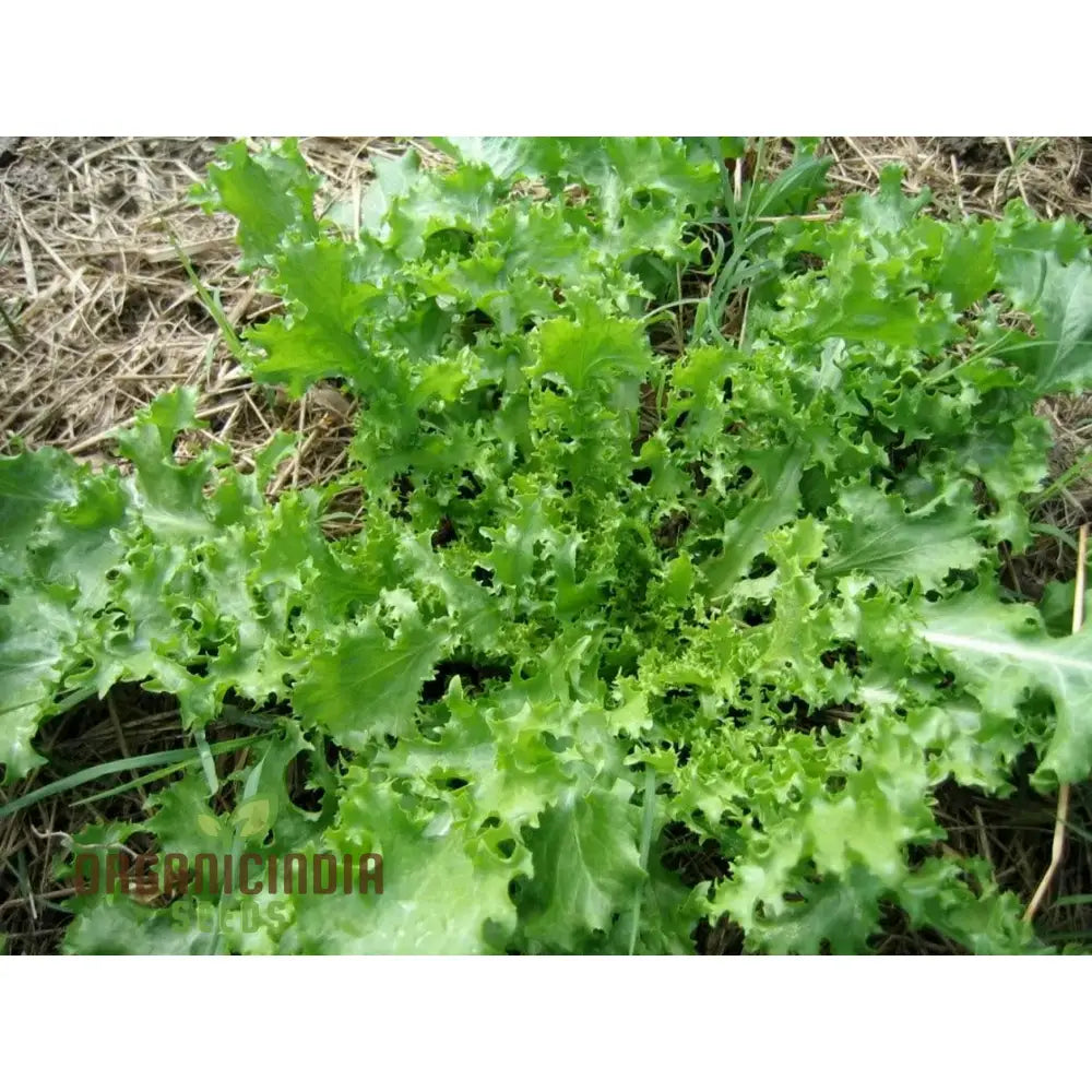 Fresh Pink Star Endive Leaves from Seeds, Crisp Salad Vegetable Seeds