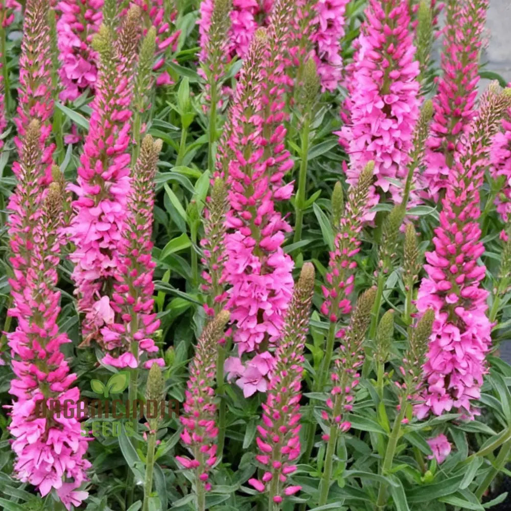 Pink Veronica Seeds Ideal for Border and Landscape Planting
