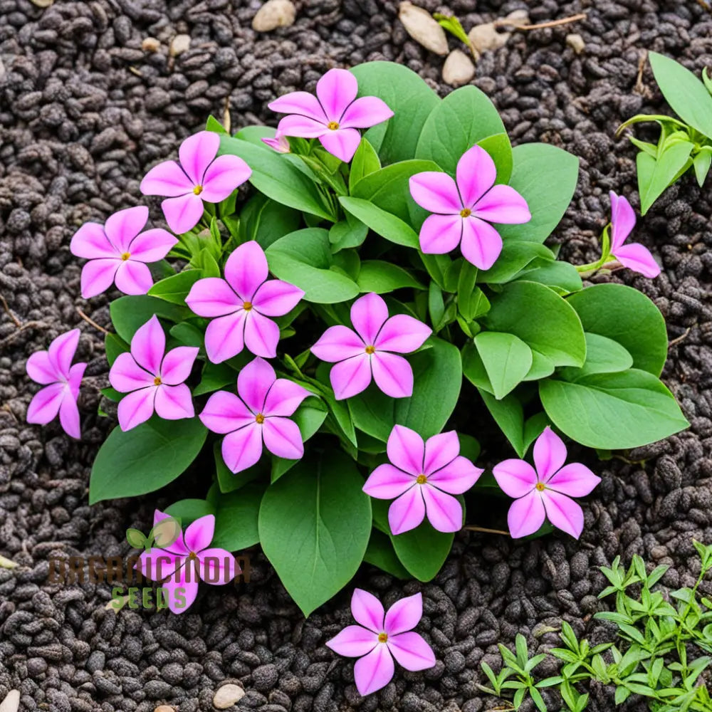 Pink Vinca Rosea Flower Seeds for Planting