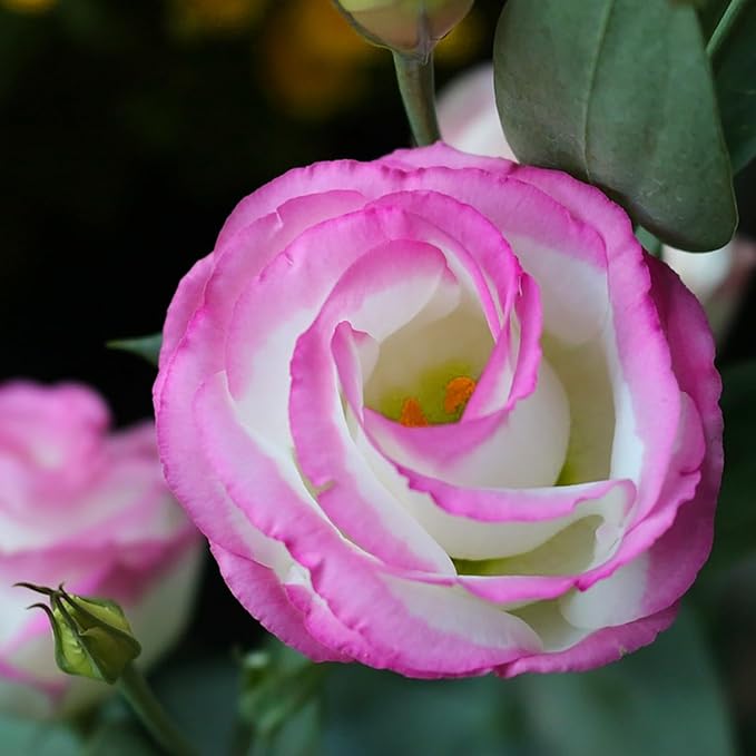 Pink and White Lisianthus Flower Seeds for Planting