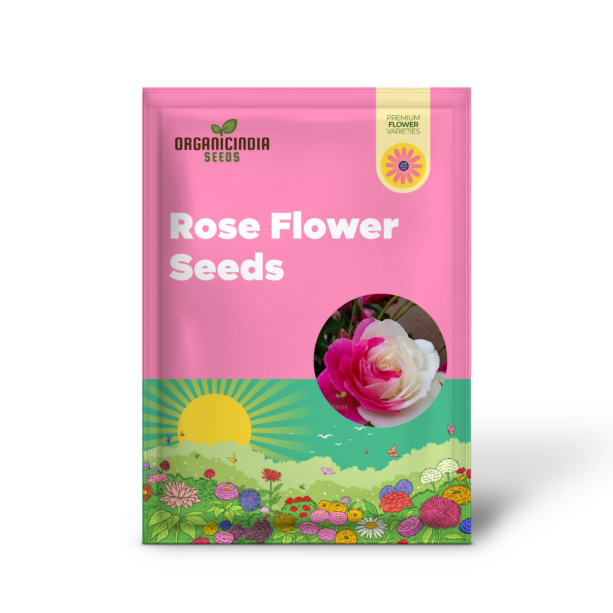 Dual Color Pink and White Rose Flower Bloom