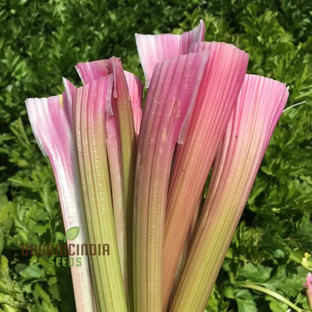 Pink Wild Big Celery Seeds for Planting, Heirloom Vegetable Seeds