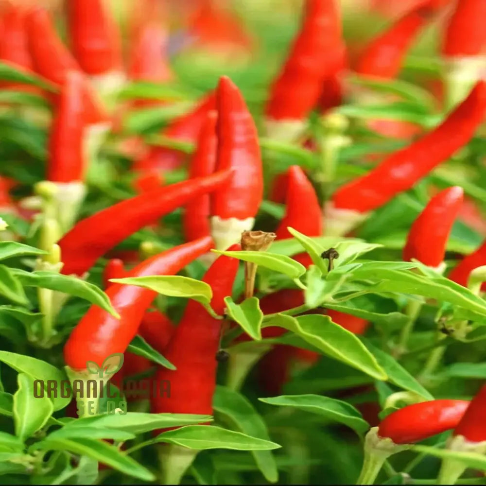 Piri Chili African Birdâ€™s Eye Hot Pepper Seeds - Premium Quality For Fiery Peppers Vegetable