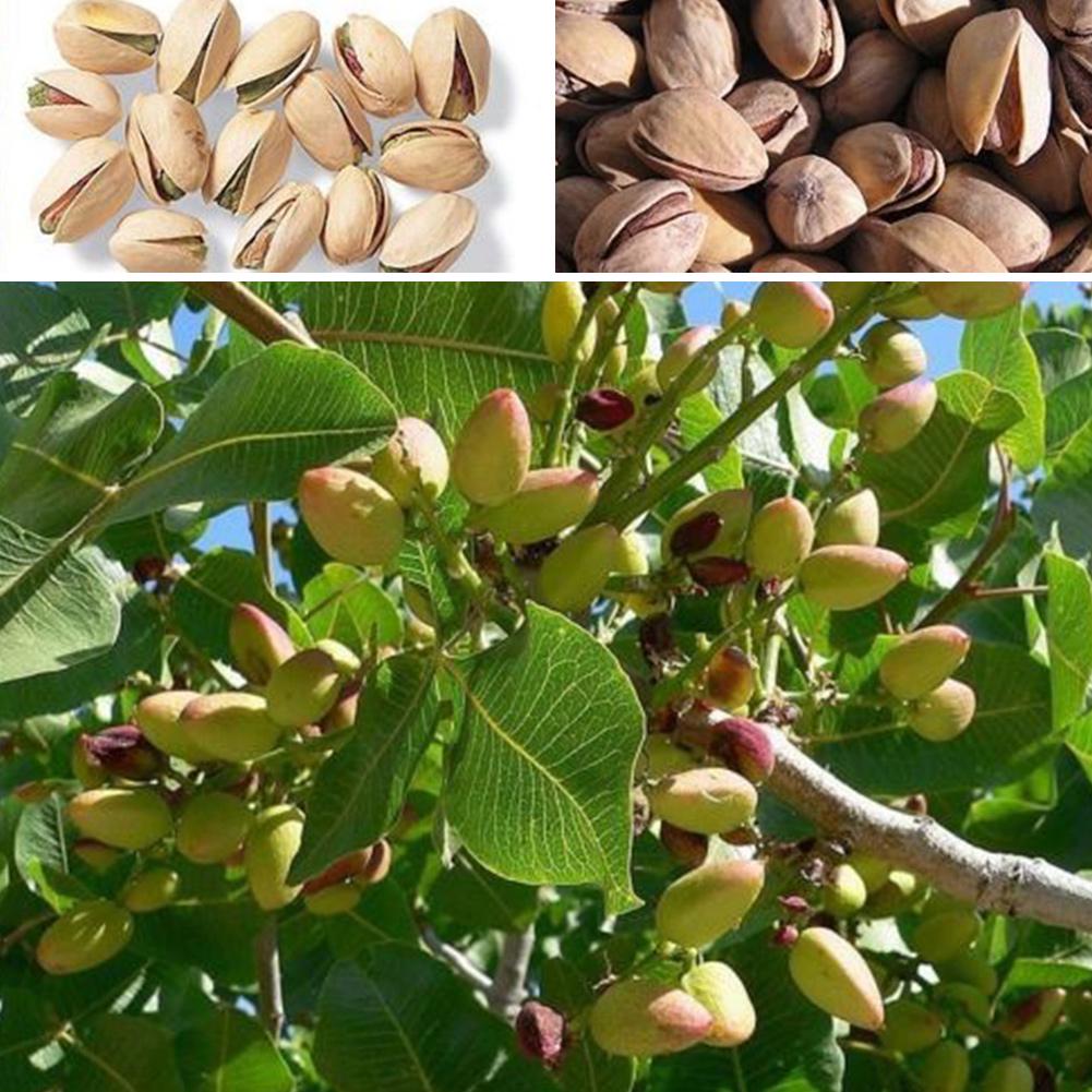 Pistachio seedlings growing from Non-GMO seeds in pots
