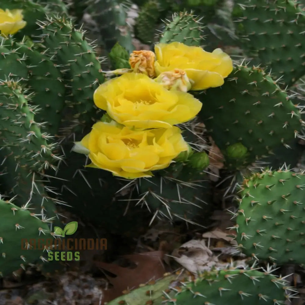Plains prickly pear cactus seeds with vibrant yellow blooms