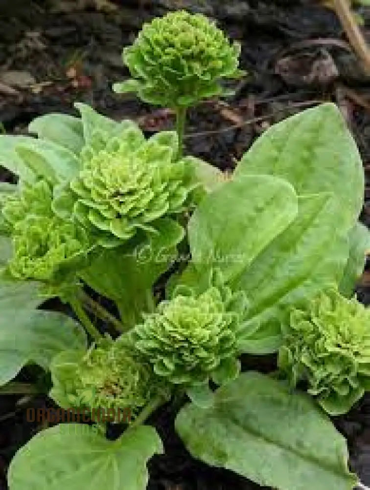 Plantago Rosularis â€™Bowlesâ€™ Varietyâ€™ Seeds â€“ Elevate Your Gardening With Rare Exquisite Blooms!