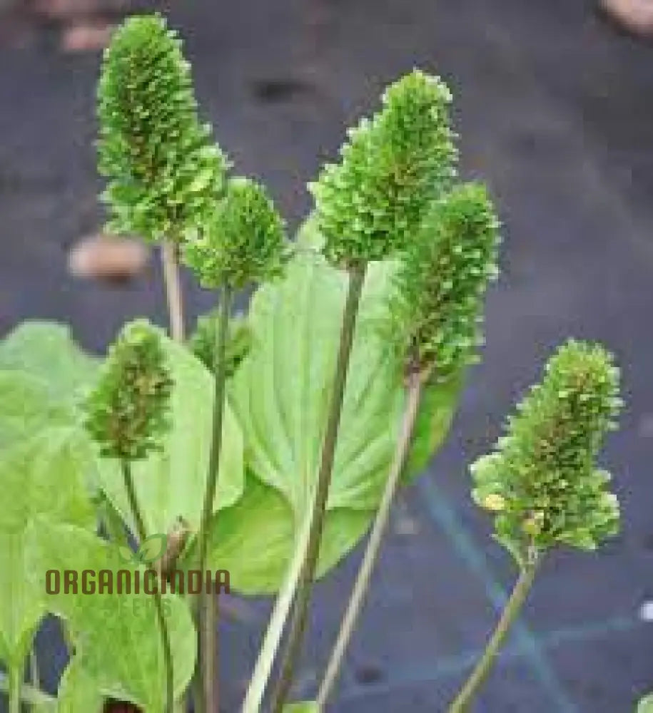 Plantago Rosularis â€™Bowlesâ€™ Varietyâ€™ Seeds â€“ Elevate Your Gardening With Rare Exquisite Blooms!