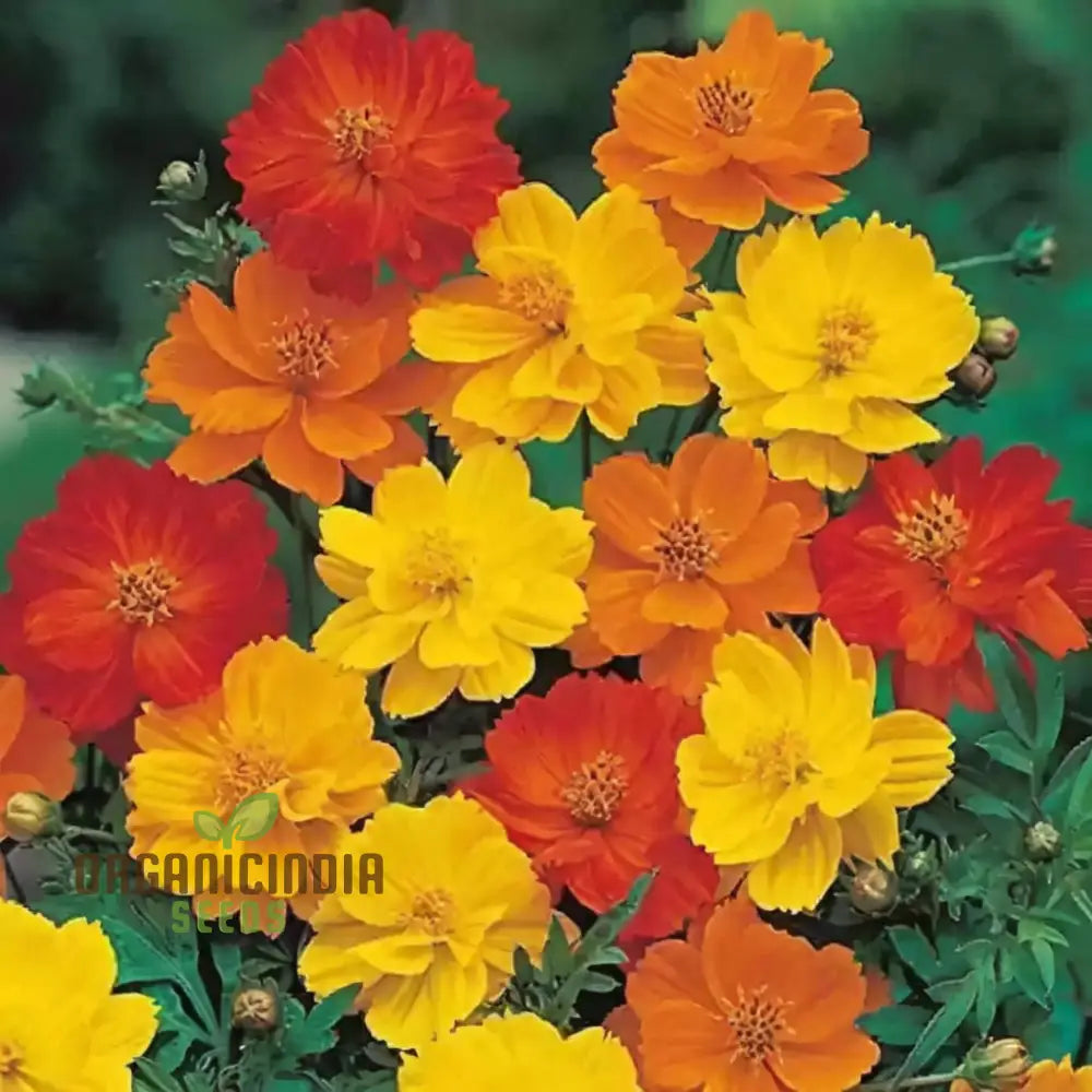 Planting And Gardening With Cosmos Bright Lights Mix Flower Seeds A Complete Guide To Growing These