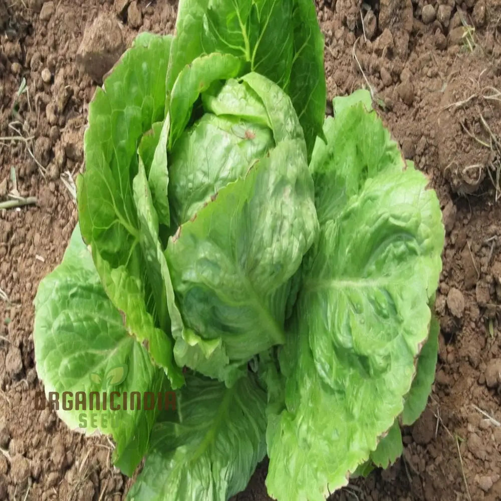 Planting And Gardening With Vegetable Lettuce â€™Saladin Icebergâ€™ Seeds A Comprehensive Guide To