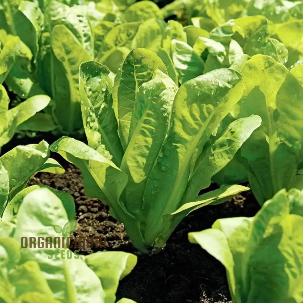 Planting And Gardening With Vegetable Lettuce â€™Saladin Icebergâ€™ Seeds A Comprehensive Guide To