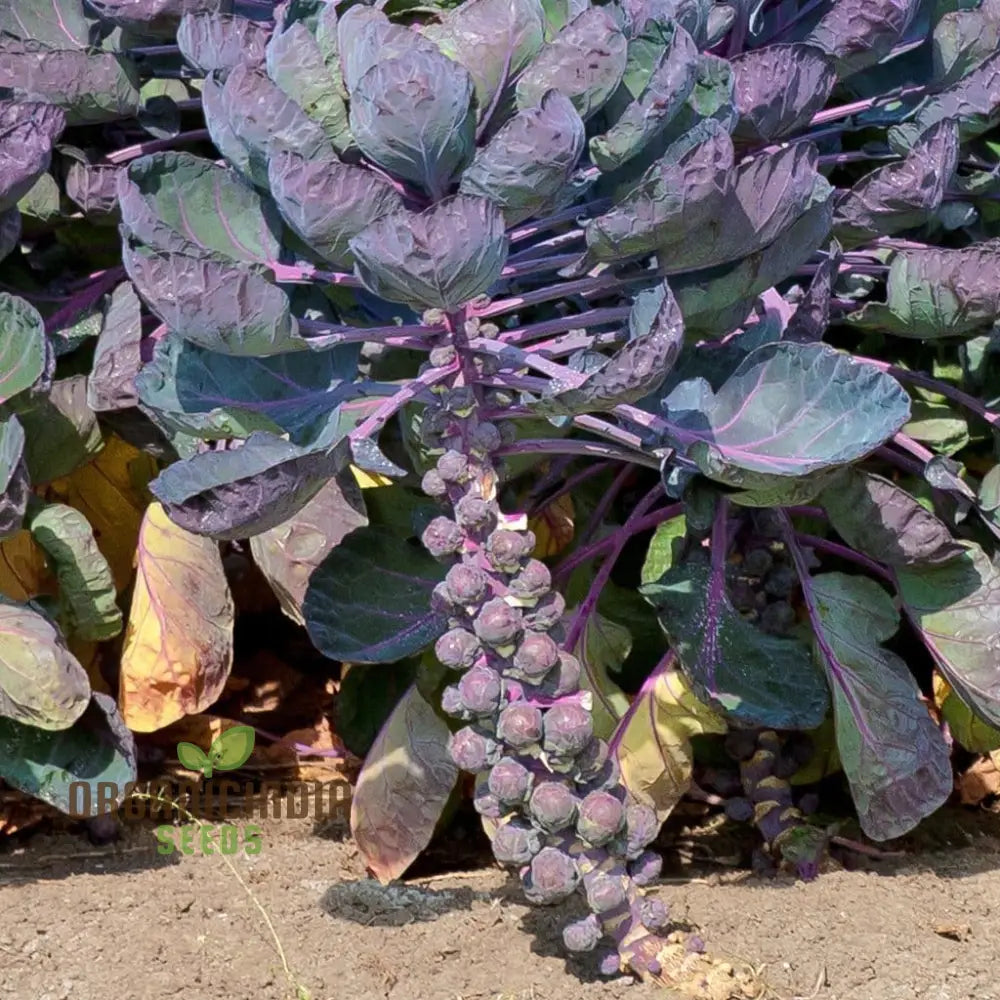 Planting And Growing Your Own Brussels Sprouts From Red Bull Seeds For A Bountiful Vegetable Garden