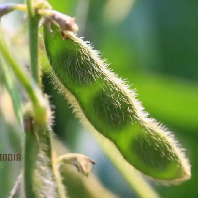 Planting Fiskeby Soybean Vegetable Seeds Comprehensive Gardening Guide For Successful Cultivation