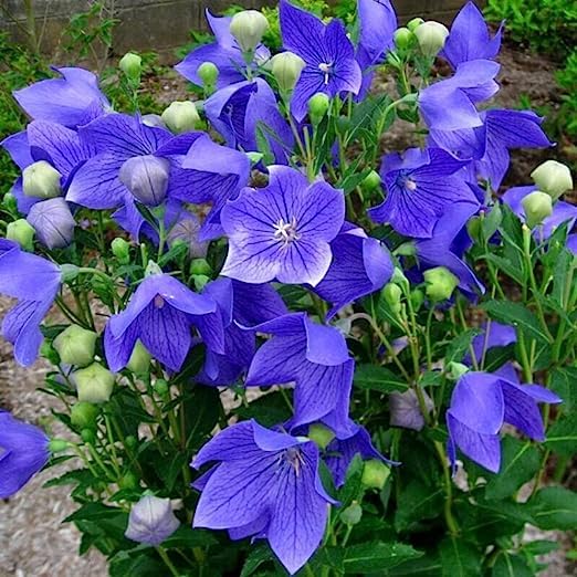 Platycodon Grandiflorus Seeds for Stunning Balloon Flower Garden Planting