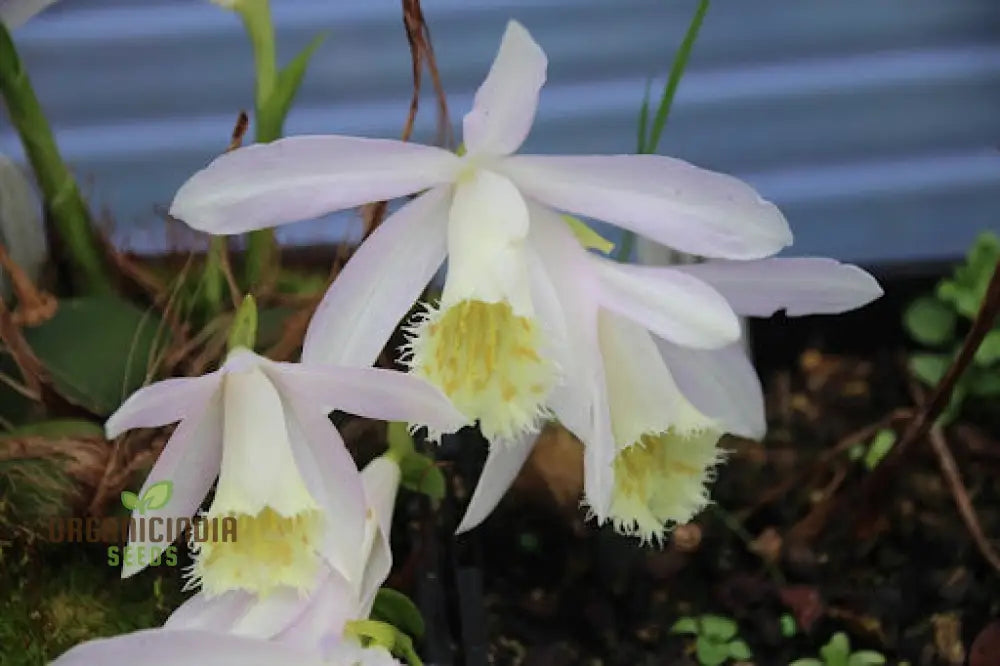 Pleione Orchid Seeds â€“ Elevate Your Gardening With Exotic Stunning Blooms And Unique Elegance!