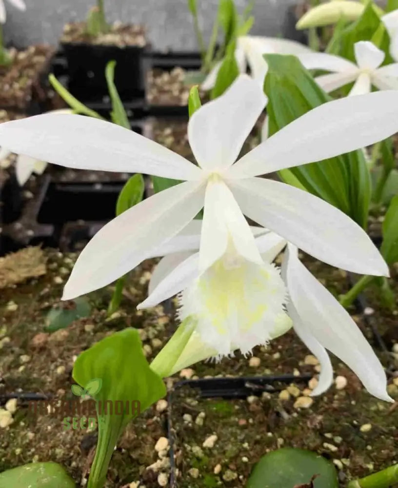 Pleione Orchid Seeds â€“ Elevate Your Gardening With Exotic Stunning Blooms And Unique Elegance!