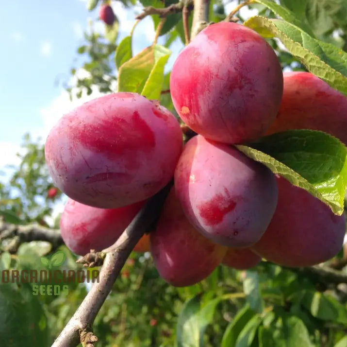 Plum Victoria Seeds for Planting – Grow Sweet Plum Trees
