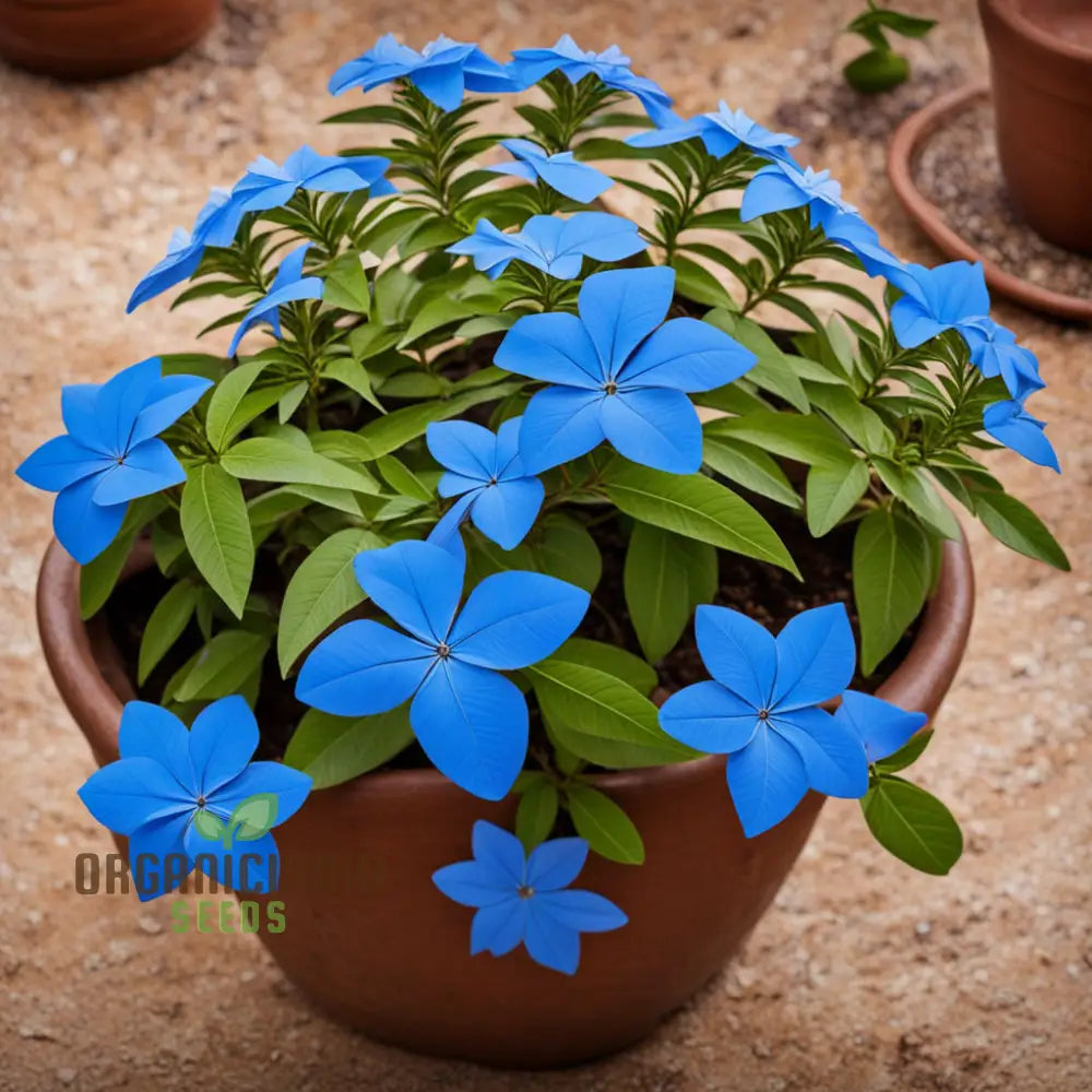 
Plumbago Flower Seeds for Blue Garden Blooms