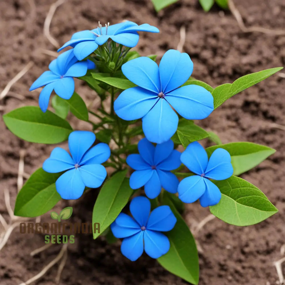 Plumbago Seeds for Landscape and Garden Flowers