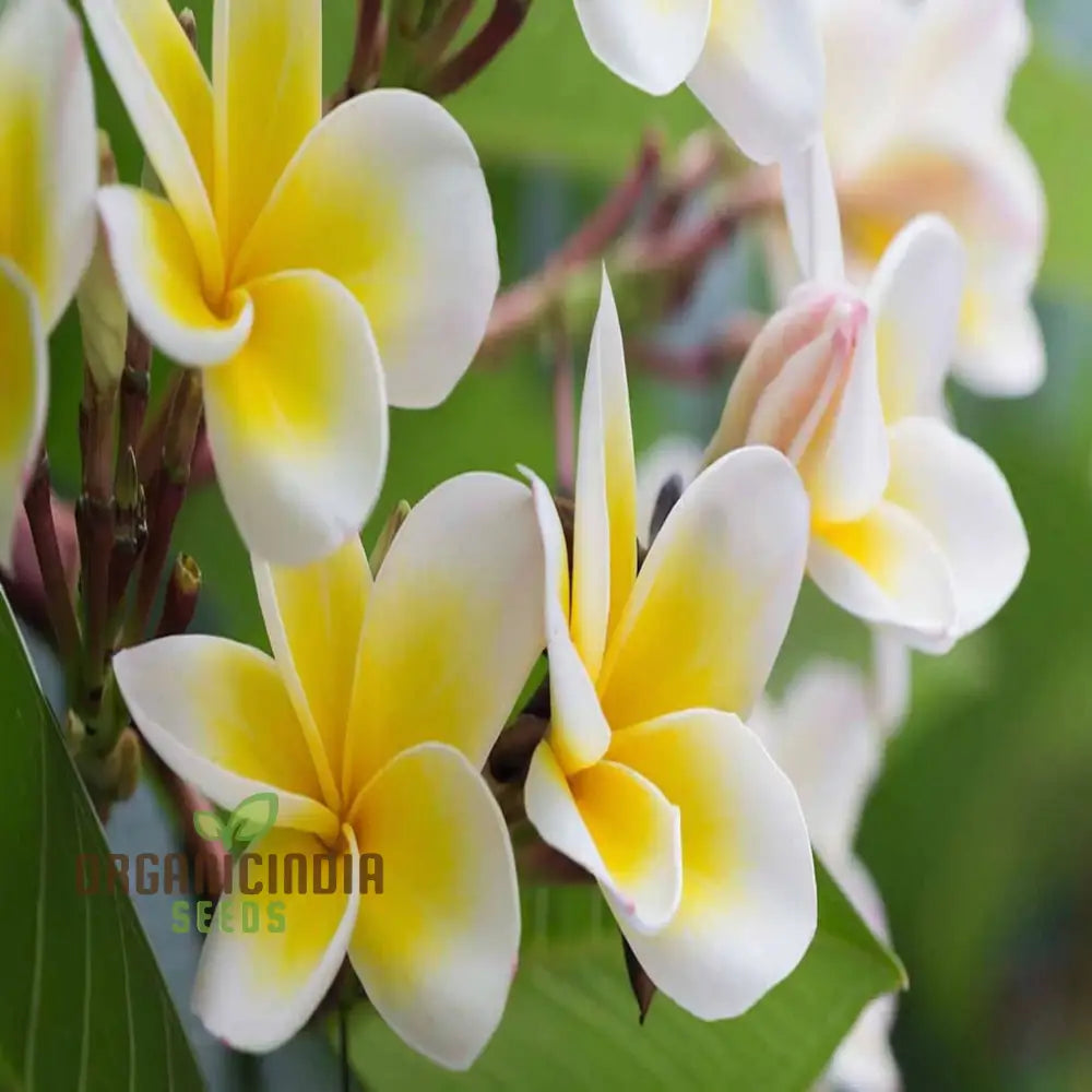 Plumeria Apricot Flower Seeds Premium Tropical Bloom Seeds for Garden