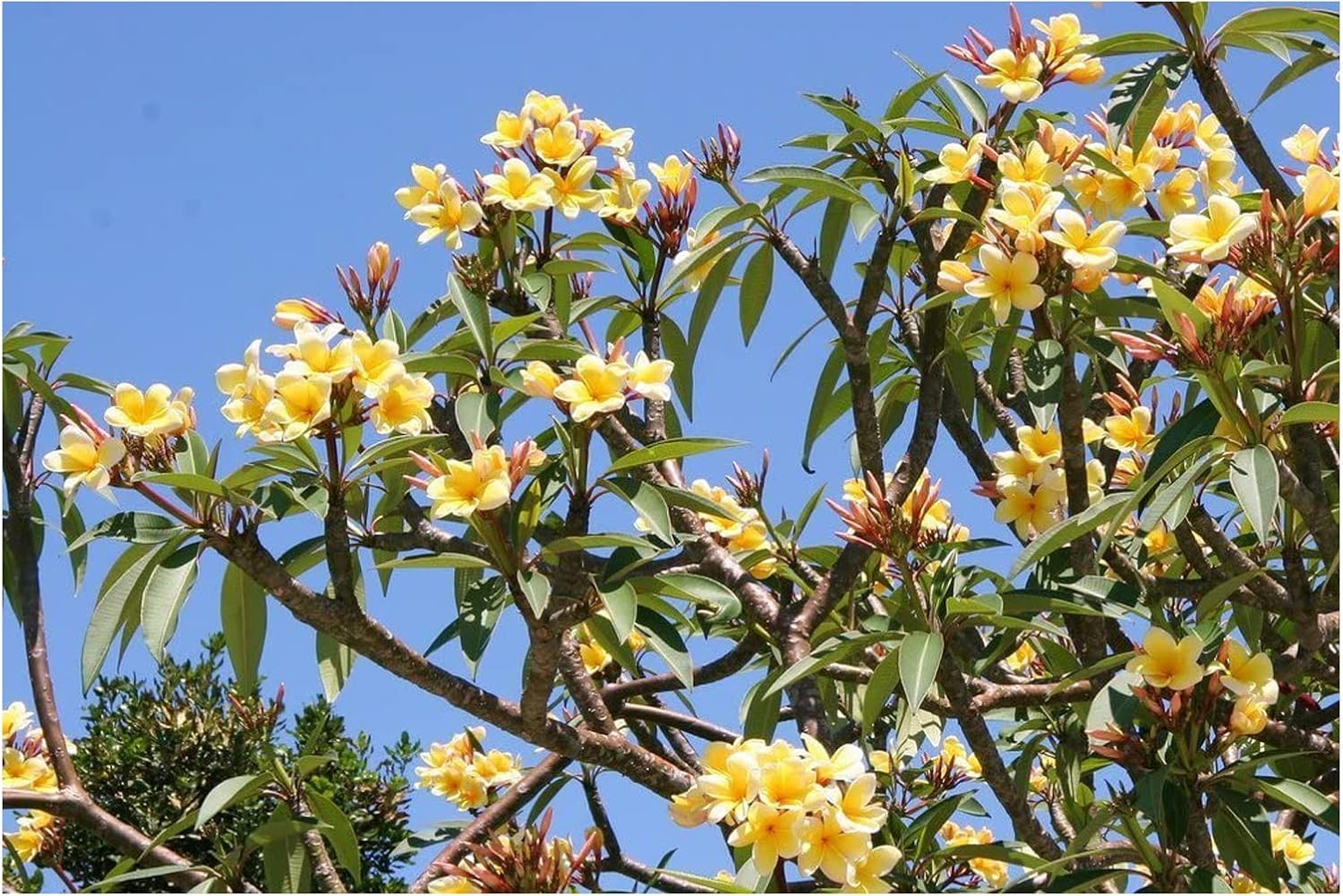 Plumeria Seeds Apricot Bloom Variety for Garden Planting
