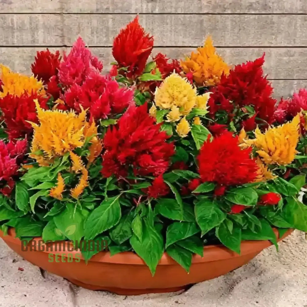 Celosia Plumosa Pampus plants in garden display