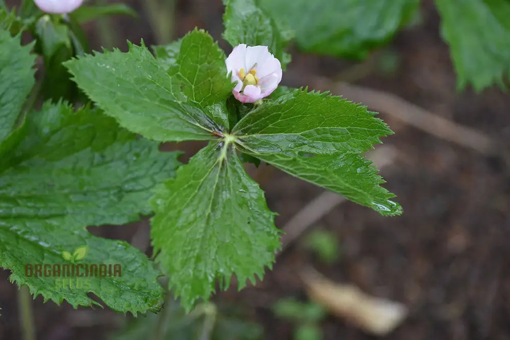 Podophyllum seeds plant growth stages in shaded garden
