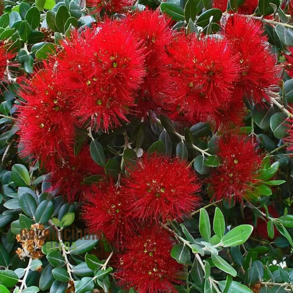 Pohutukawa Seeds â€“ Elevate Your Gardening Experience With Stunning Blooms Perennials