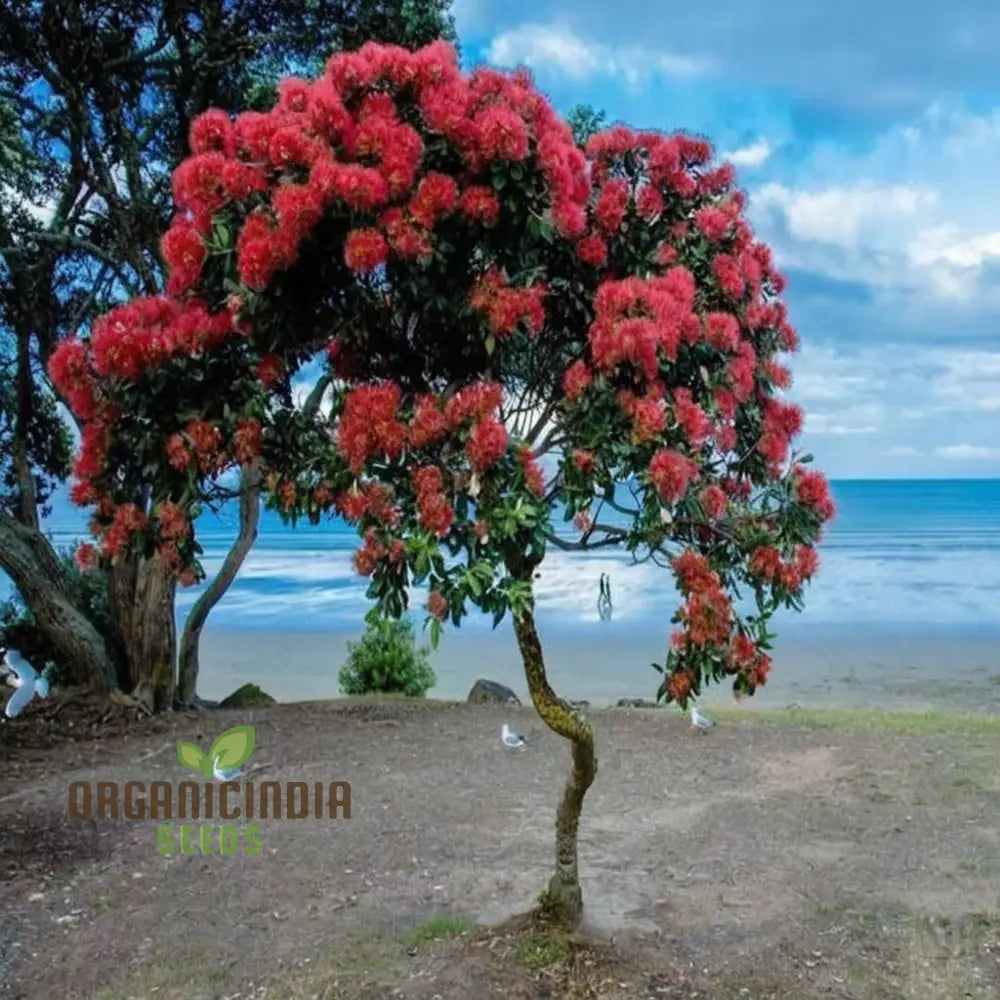 Pohutukawa Seeds â€“ Elevate Your Gardening Experience With Stunning Blooms Perennials