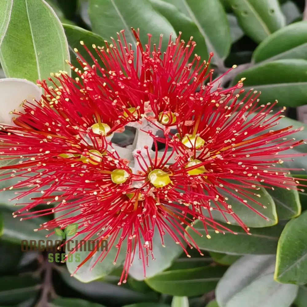Pohutukawa Seeds â€“ Elevate Your Gardening Experience With Stunning Blooms Perennials