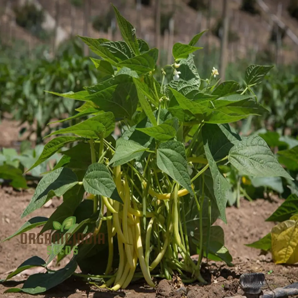 Fresh Missouri Wonder Pole Beans, Tender and Flavorful Bean Seeds