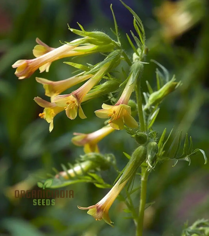 Polemonium Pauciflorum â€™Sulphur Trumpetsâ€™ Seeds â€“ Elevate Your Gardening With Exquisite
