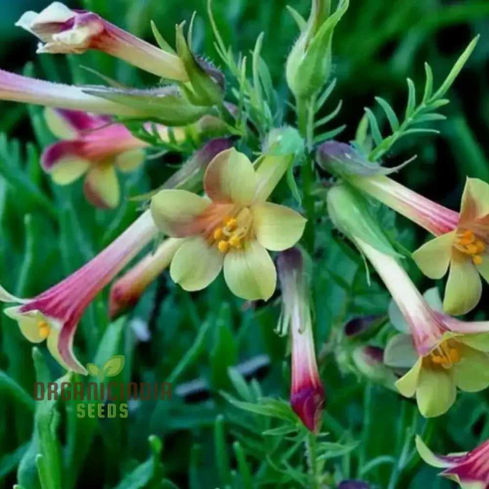 Polemonium Pauciflorum â€™Sulphur Trumpetsâ€™ Seeds â€“ Elevate Your Gardening With Exquisite