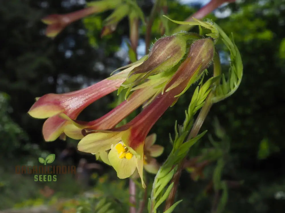 Polemonium Pauciflorum â€™Sulphur Trumpetsâ€™ Seeds â€“ Elevate Your Gardening With Exquisite