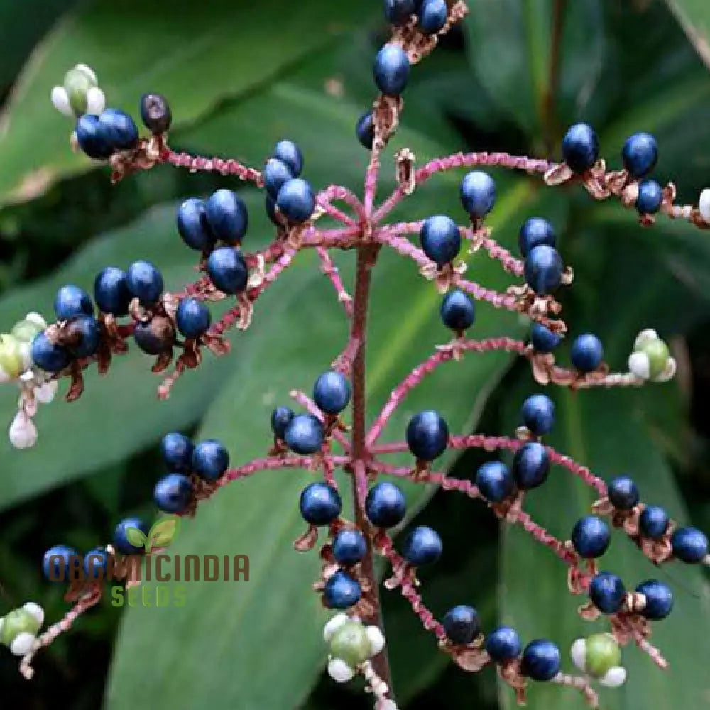 Pollia Japonica Seeds For Enchanting Gardens â€“ Elevate Your Gardening Experience With Unique And