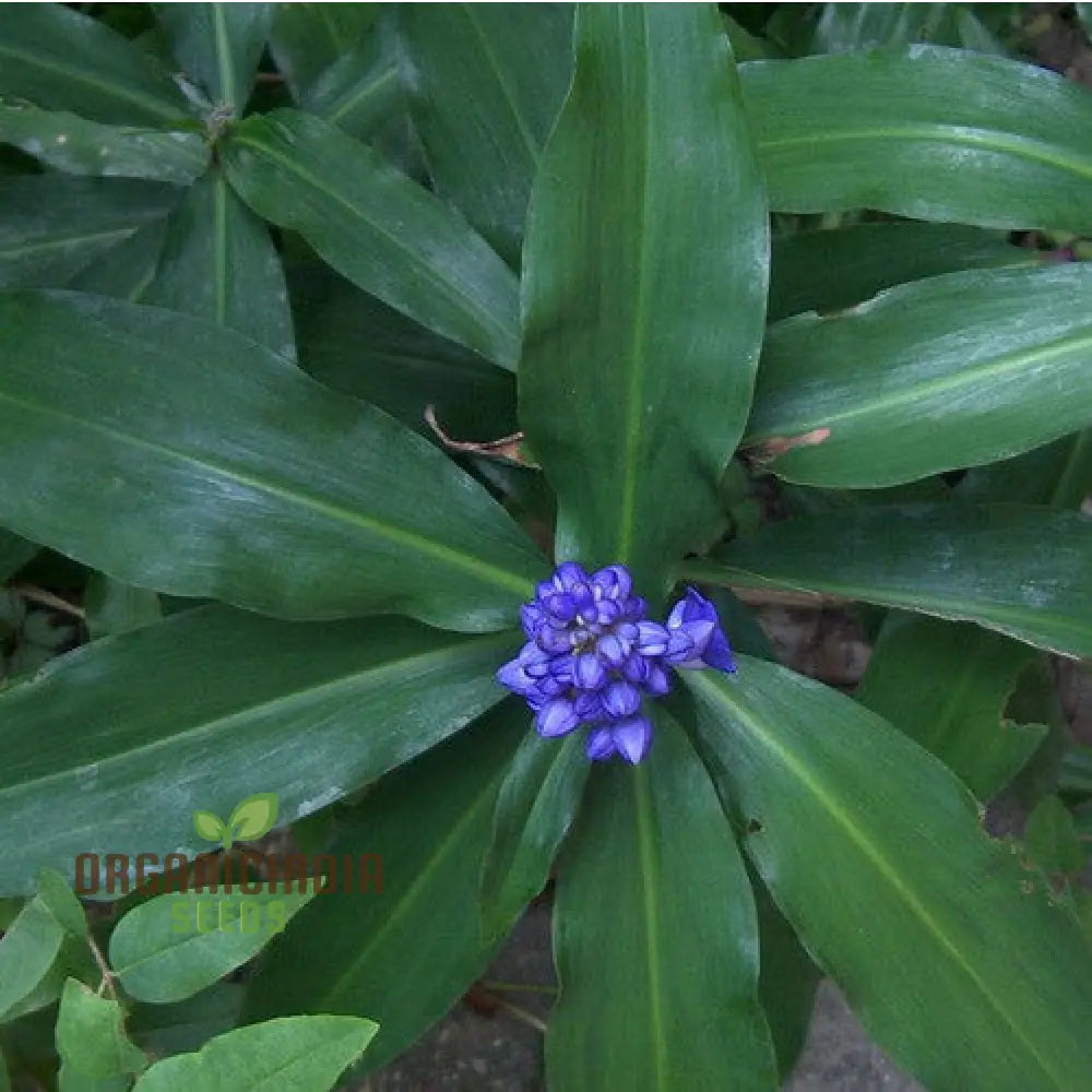 Pollia Thyriflora Seeds For Your Garden â€“ Elevate Gardening Experience With Rare And Ornamental