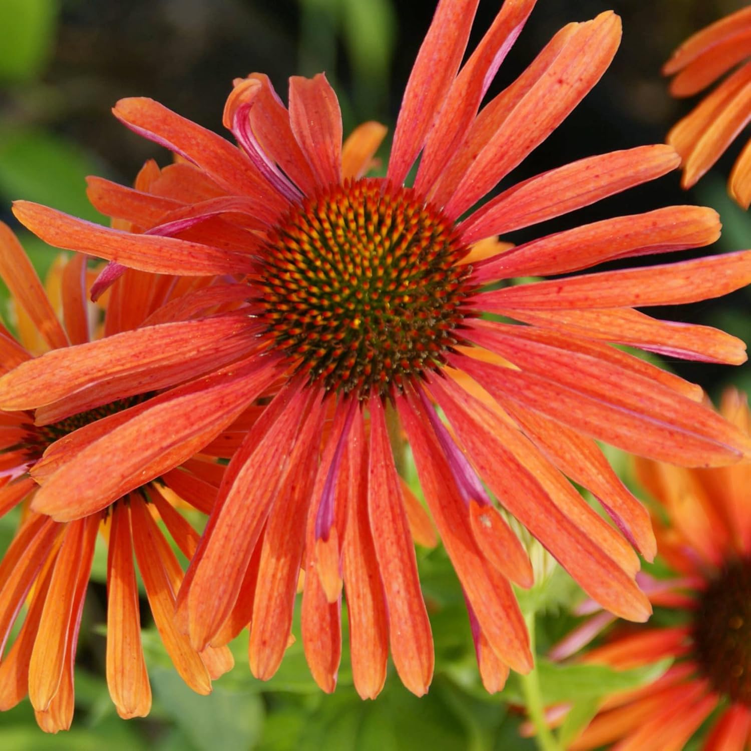 Easy grow Echinacea seeds vibrant perennial blooms