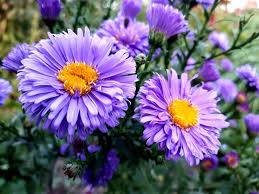 Aster Seeds for Pollinator-Friendly Garden Planting
